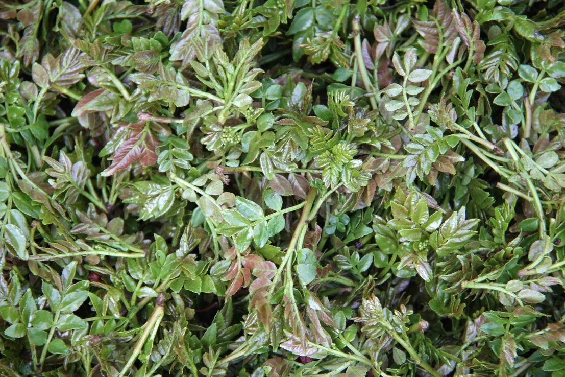 野菜|49种野菜大图片，带你见识不同的野菜和吃法，你想要的野菜这里有