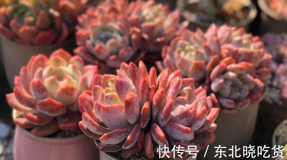 怎样养好多肉,新手常识