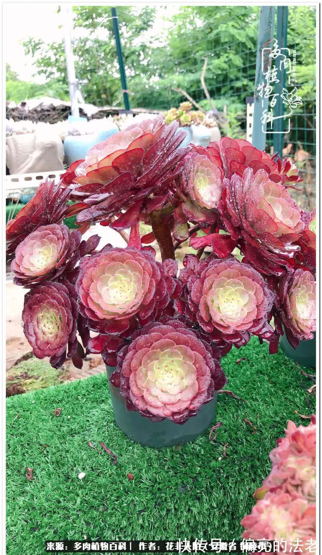 小苗|感恩遇见,感谢有你——多肉