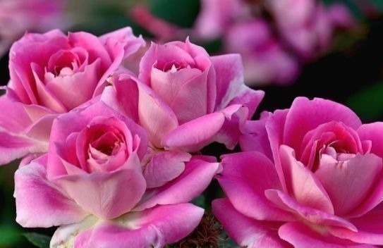 松叶牡丹|居家就养此款花卉,从年初开到年尾,花期长花量大,还特漂亮
