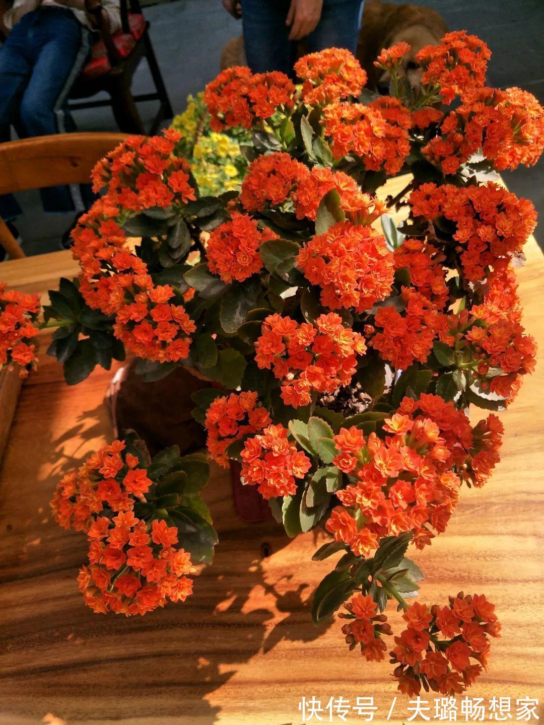 酒瓶种长寿花,阳光晒够了,3个月变老桩!