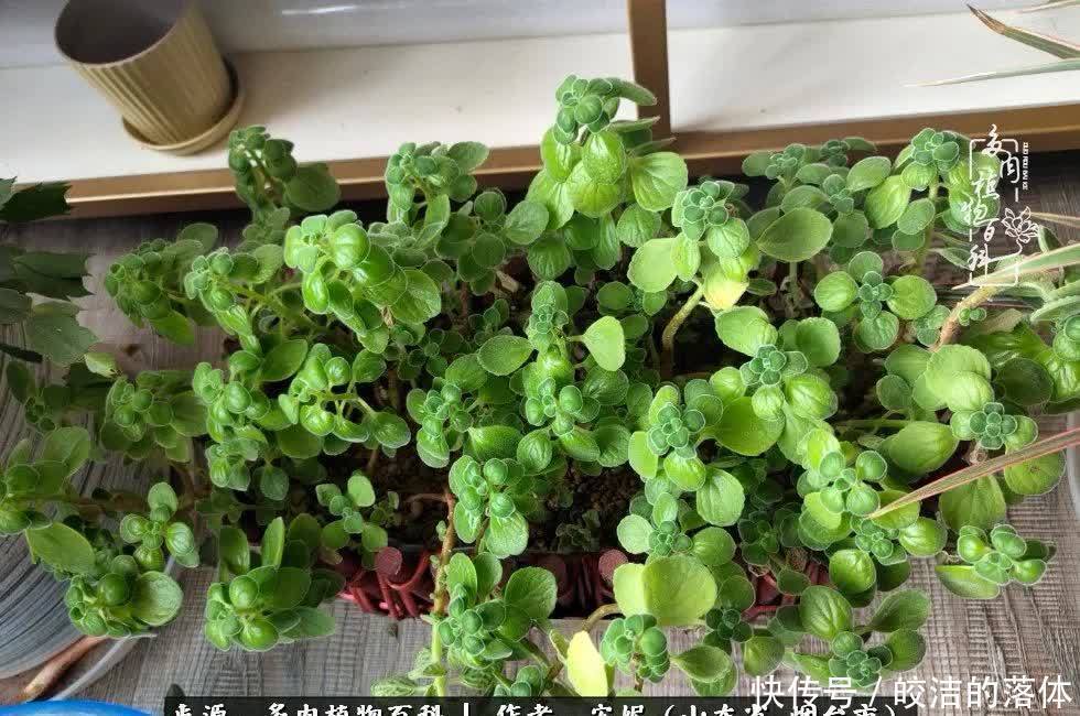 从无到有，四年坎坷多肉路，沉迷肉海难以自拔！