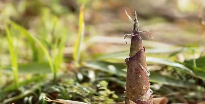 肝脏|肝不好的人,不妨多吃4个“养肝王”,或许能养好肝,保障健康