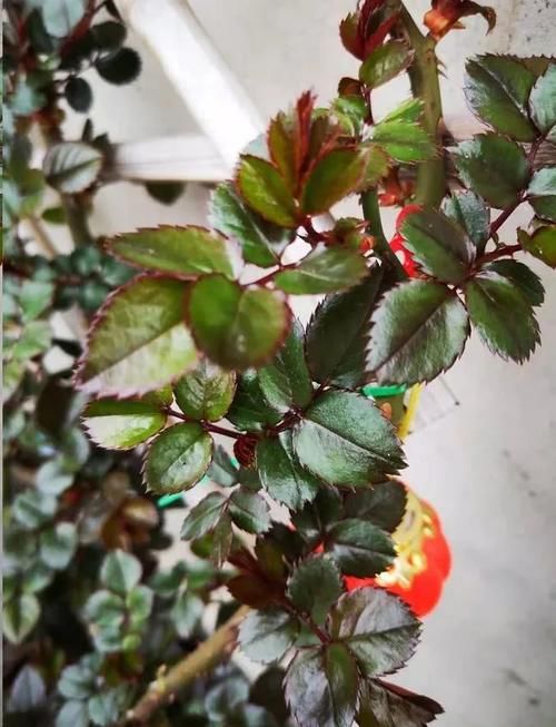 月季花新叶出现这种现象时，要及早矫正！