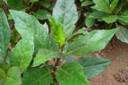 长得河边的“它”,“降压”有奇效,只需嚼2片,血压降下来!