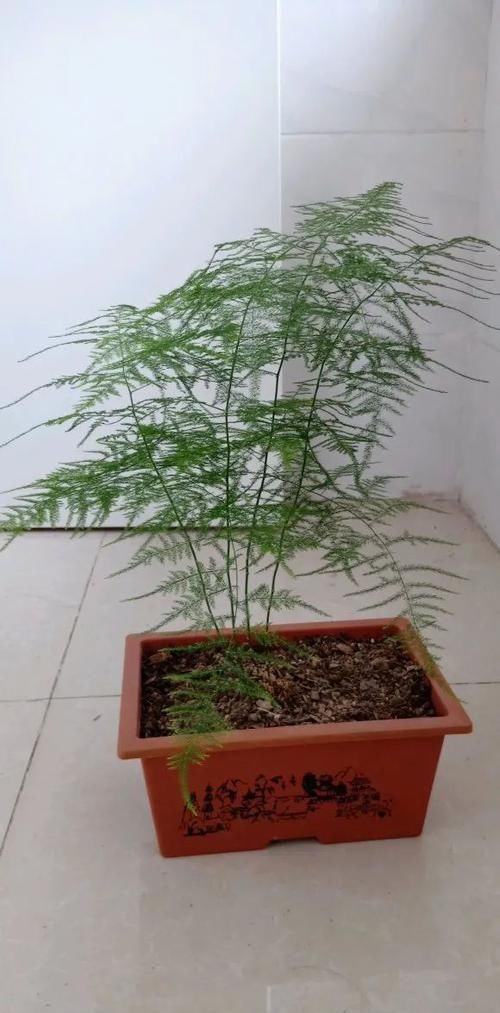 不会养文竹就用这两个笨办法,养的叶子绿油油