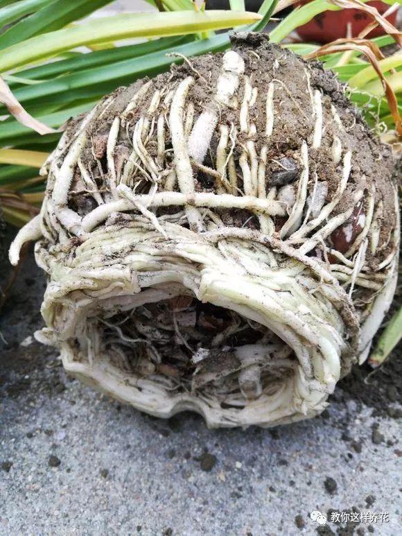 花友|用好3招,吊兰马上抽条长新叶,还呼呼开花!