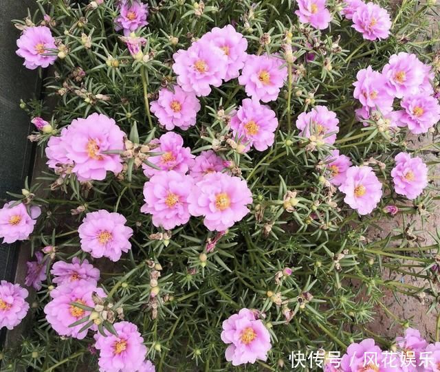 养护|想让太阳花“满盆”冒花苞有2个“关键”方法，保准有用