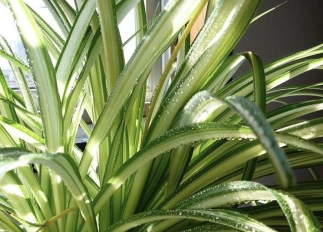 营养液|什么颗粒肥、营养液，也不如“2种壳”，花盆里埋10个，根系壮