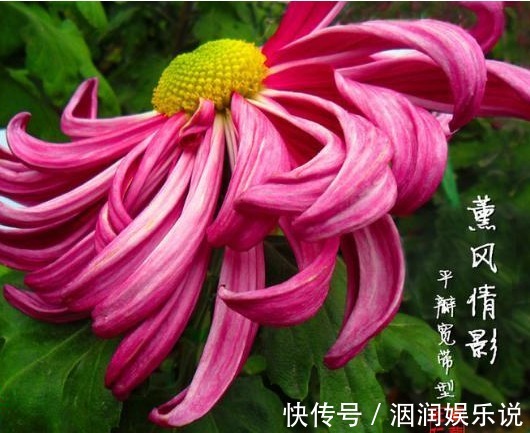 薰风|喜欢菊花,不如养盆“珍稀名菊”薰风倩影,是仙女舞裙,端庄典雅