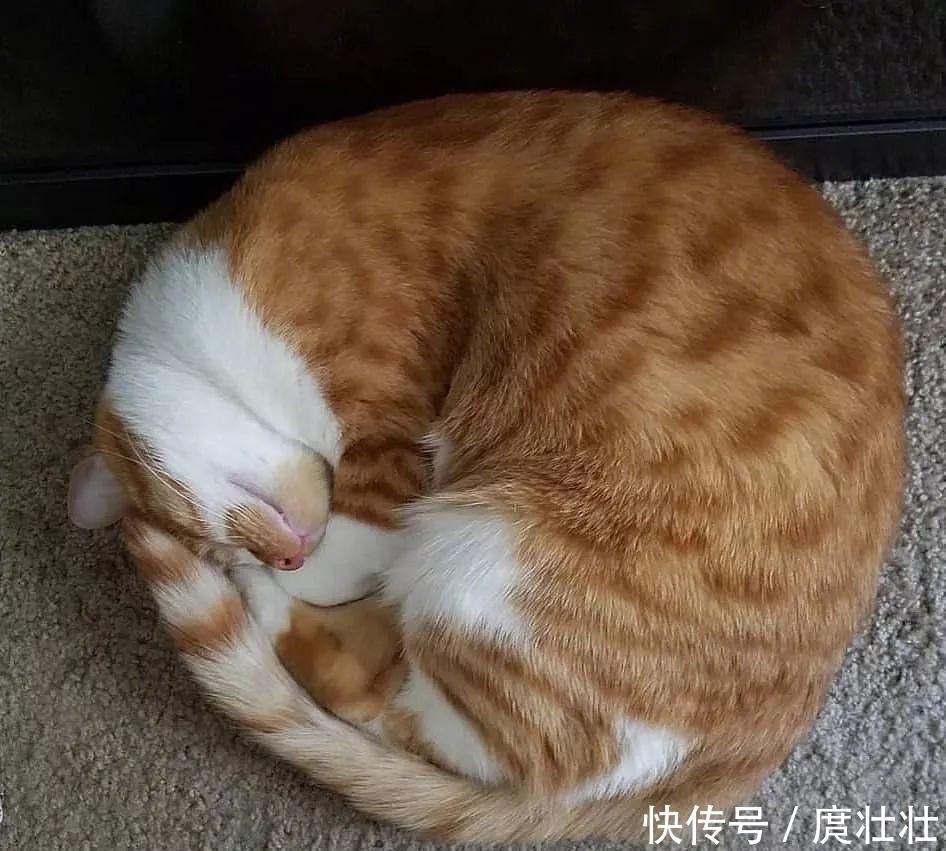 一大|这里有一大波新鲜的猫饼,有人想要的吗?