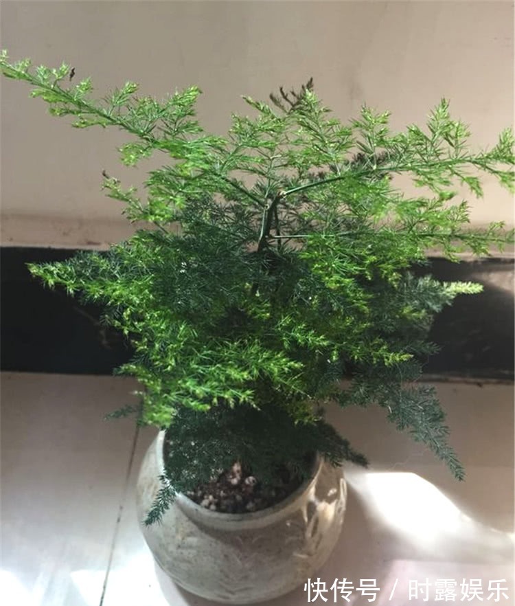 文竹修剪，牢记4个要领，文竹蹭蹭长不停，郁郁葱葱，绿油油！