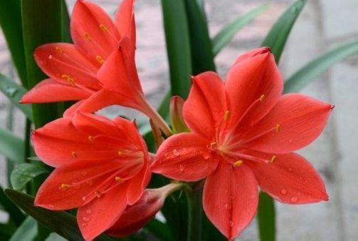 喜欢菊花,就养盆“珍稀名菊”蓝目菊,不黄叶猛开花,造型秀丽