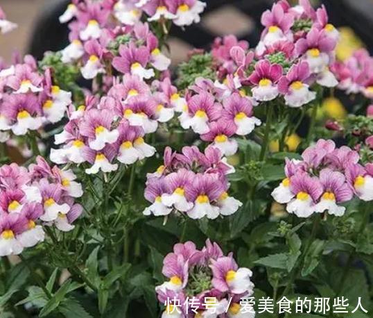 农历十月初三立冬后，养什么花？以下3种花，吉庆有余合家幸福