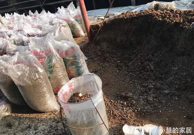 冬天埋点肥,明年花儿多3倍,轻松爆盆!