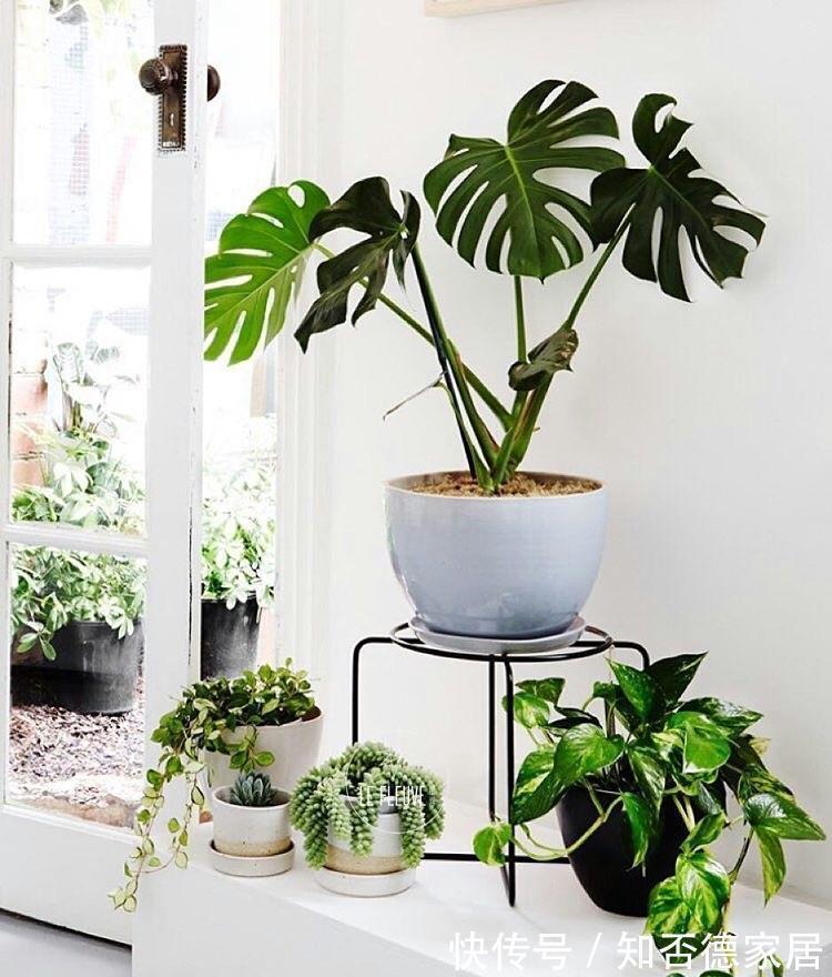 吉祥花|10大“吉祥花”适合养客厅，格调高，株型美，旺财又护家