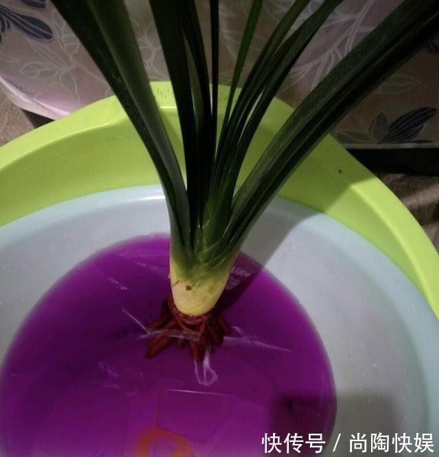 君子兰“烂根”别扔了,1种药水泡一泡,20天生根,长得更旺