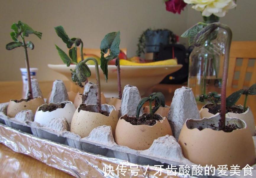 自来水|这种厨房垃圾不能扔,加工后养花,比花钱买的肥还温和好使