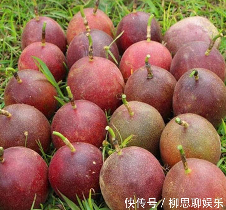 百香果|比苹果更有营养的水果,小孩吃了长高,女人吃了美容养颜