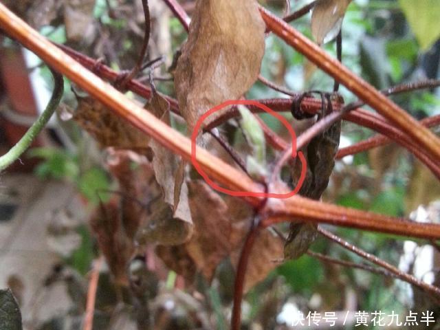 1种花现在剪，芽窜得更多，开出整面大花墙