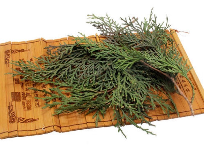 侧柏|一个很灵的治白发偏方坚持用此叶一周,头发不掉了,白发变黑发