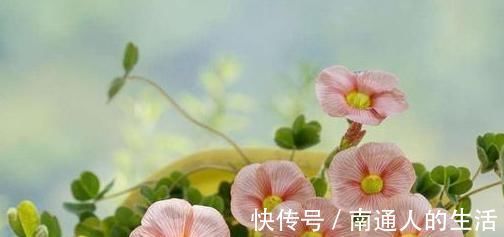 石灰|生活中常见的4种“灰”,拿来养花效果好,虫子不见、花草旺盛