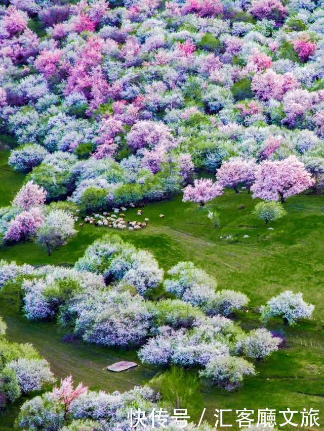 老年|在新疆伊犁杏花香雪里,等待杏花微雨中遇见你,从此一眼千年