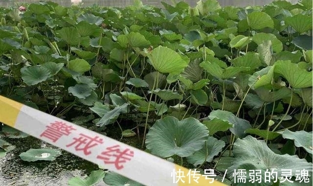 荷花|南京玄武湖被摘并蒂莲已追回，游客被罚200，另一株被24小时看守