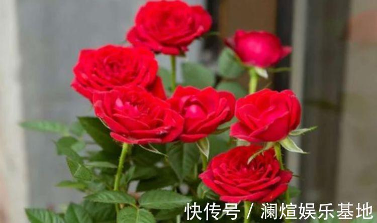 海棠花|最适合新手养的花,沾点水就疯长,开花勤还爱爆盆,美