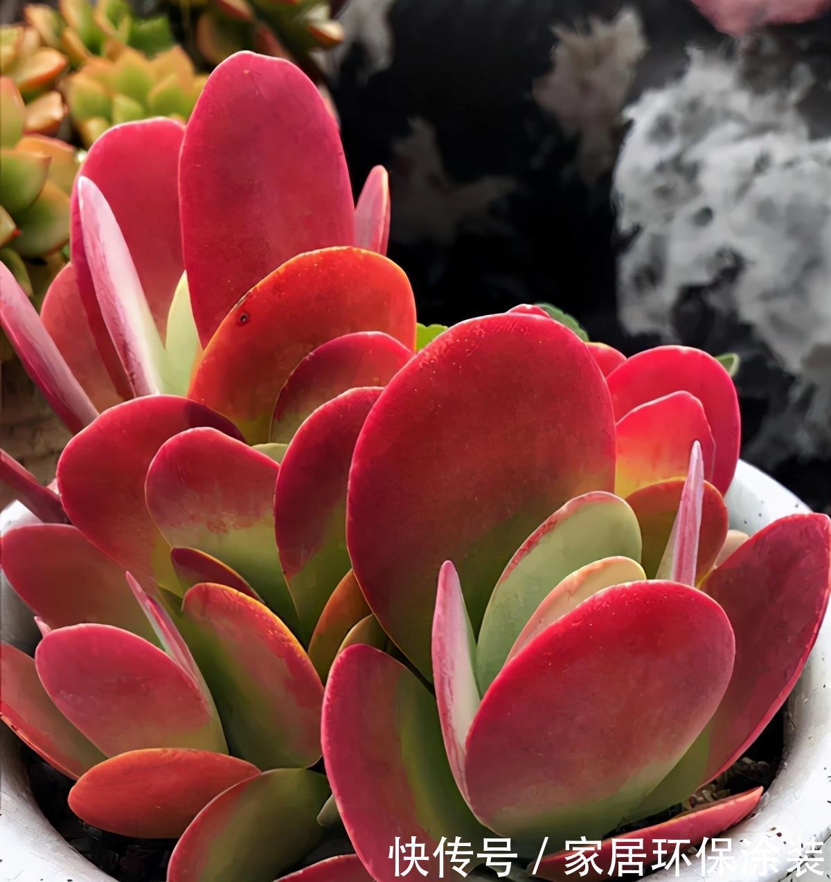 妙招|多肉唐印的变红小妙招,颜色鲜艳的秘密,分享给你