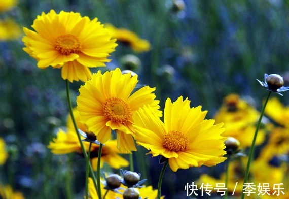 常见几种菊花,好看好养,开花千重瓣,越看越想养