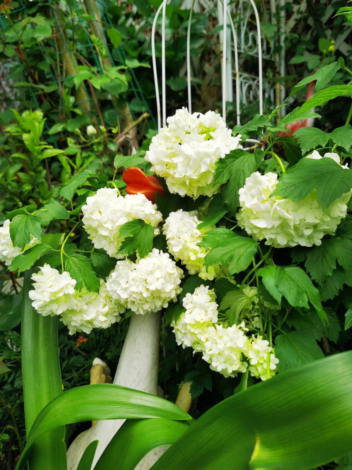 喝剩的茶叶渣，简单一处理就能养花，繁花似锦猛窜芽！