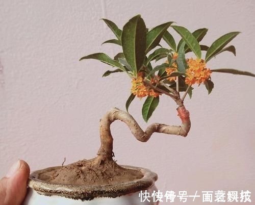 金枝玉叶|养3种树,越老越值钱,5年变老桩,盆盆都值2000元以上