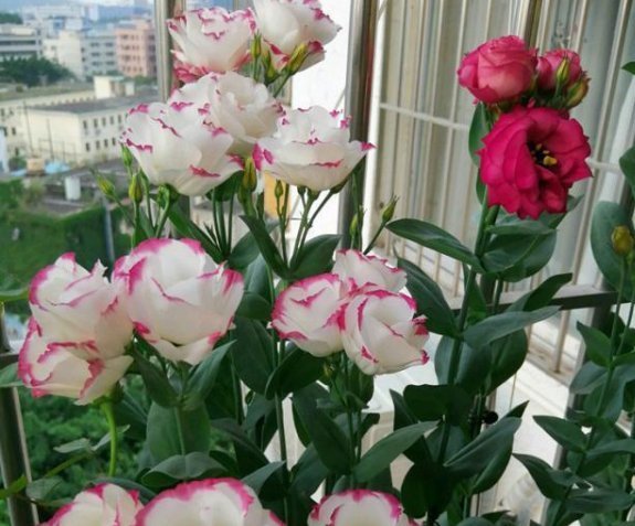 观赏价值|这一款世界名花,观赏价值非常高,花期很长而且好养易活