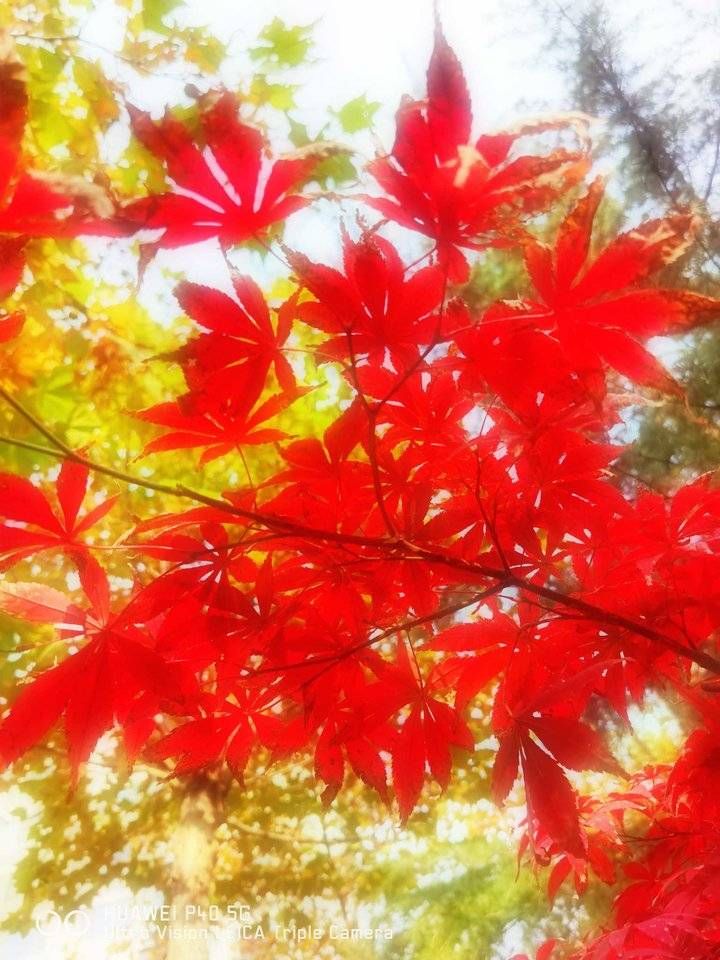 寒衣节&青未了/寒衣节思念逝去的亲人