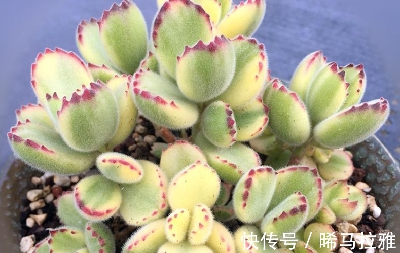 多肉白熊看起来养护难度颇高,但只要掌握方法,新手也可将它养好