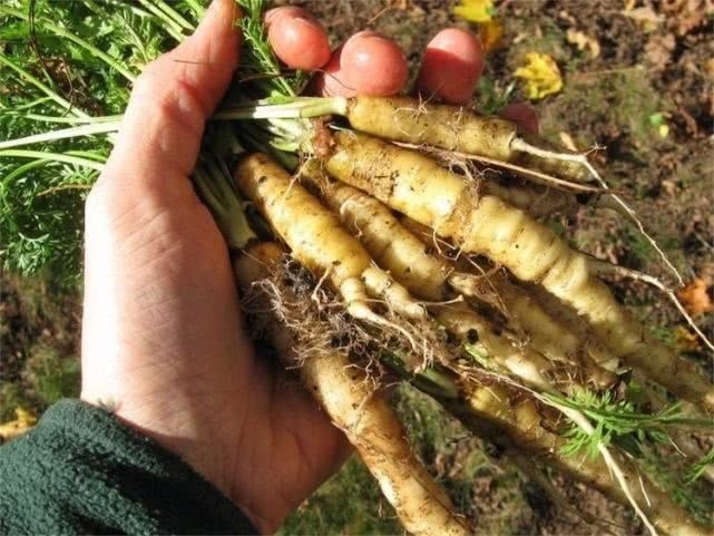 滋养|人到中年想长寿，可常吃4种食物，减脂清肠，滋养身体，不妨一试