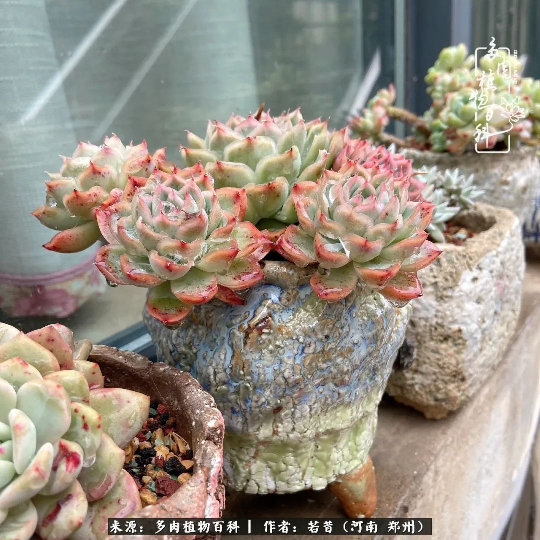 迷你小院儿，种满多肉、花草和蔬果，沉醉在自己的世外桃源！