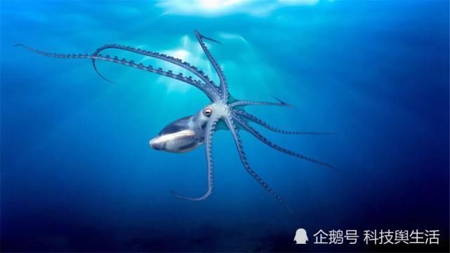 宇宙 章鱼并非地球生物,它来自外来星球我们早就误解它了