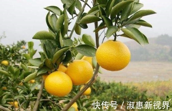 柚子|夏天3种水果要少吃,越吃湿气越重,很多人傻傻不清楚!