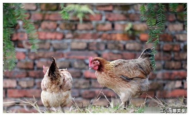 买鸡蛋,如何区分是不是土鸡蛋?老农户说出实话,以后别再买错了