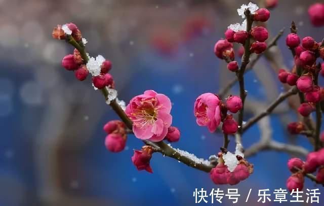 严恽$王安石的这首梅花诗,每一句都是抄袭的,却道出人生至高境界