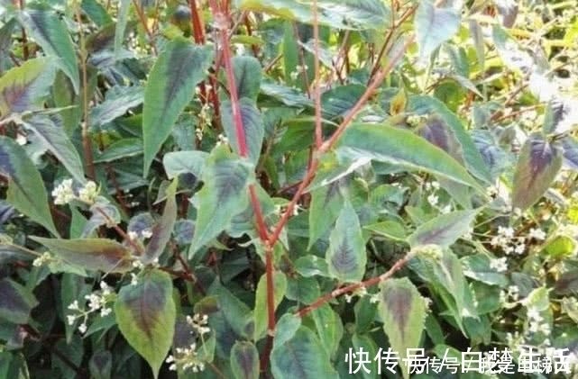 野果|农村这野果名为“火炭母”，因样子奇丑而被人记住，现在十分少见