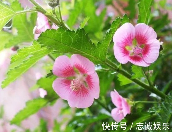 花海|好养又容易开花的花卉，丢阳台随便一养美如画，开成花海蹭蹭冒