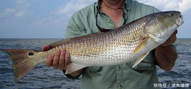 美国|鱼从美国引进,肉质鲜美蛋白高,养殖前景广,一斤卖28元