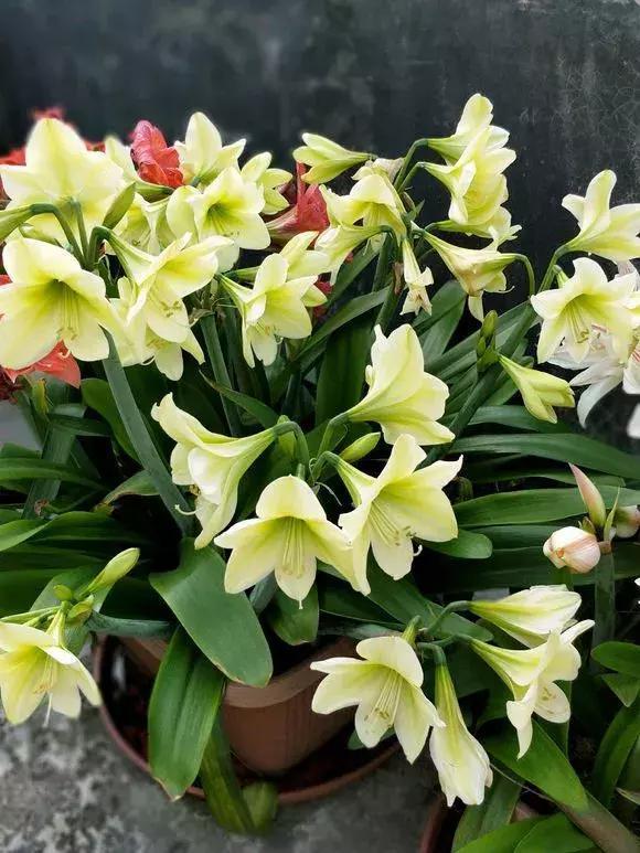 朱顶红|种了1个洋葱头,没想到花开巴掌大!越看越美!