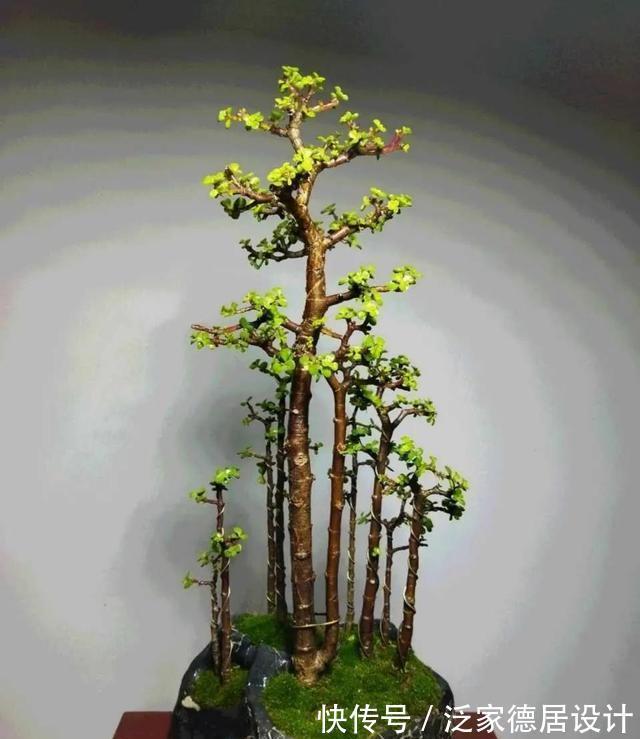 微酸性|金枝玉叶黄叶掉叶,掌握一招,叶绿花繁,颜值高