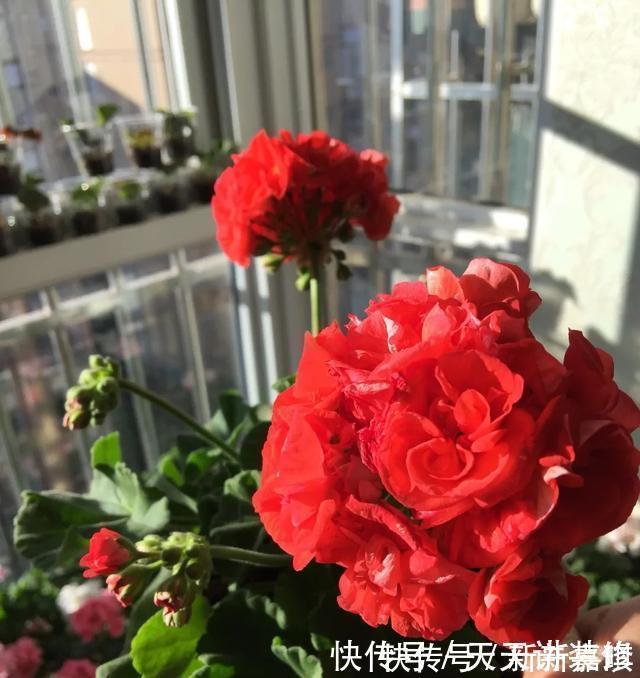 年度十大流行花卉,摆在家里,高贵优雅,又美又仙