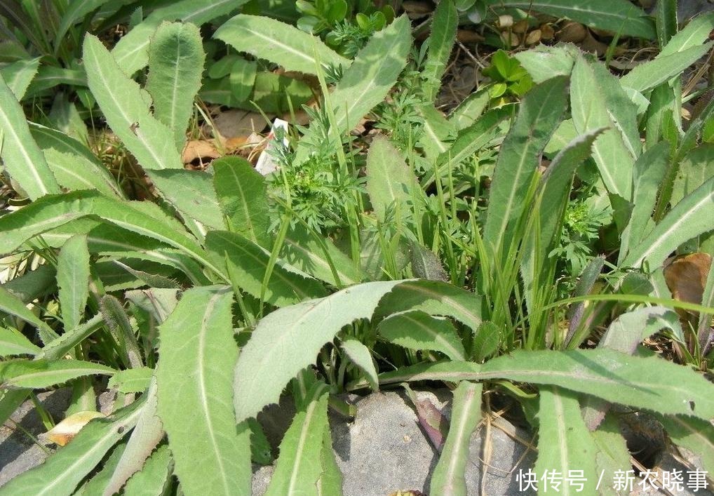 盘点那些年割过的6大猪草:以往没钱也不想吃,如今1盘菜几十元