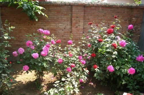 家家都有的1种水,用来浇花,连施肥都省了,养啥旺啥